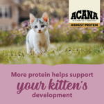 ACANA Highest Protein Dry Food for Kittens - Image 6