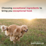 Diamond Naturals Skin & Coat Formula All Life Stages Dry Dog Food - Image 6