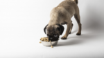 Dr. Marty Nature's Blend Small Breed Freeze Dried Raw Dog Food - Image 5